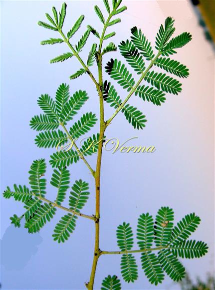  Leafy branch